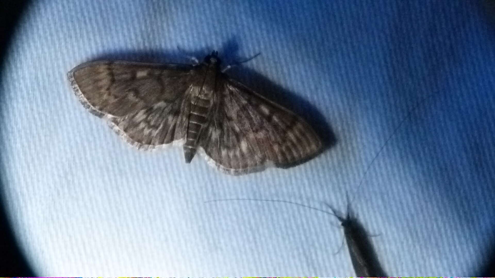 Image of Serpentine Webworm