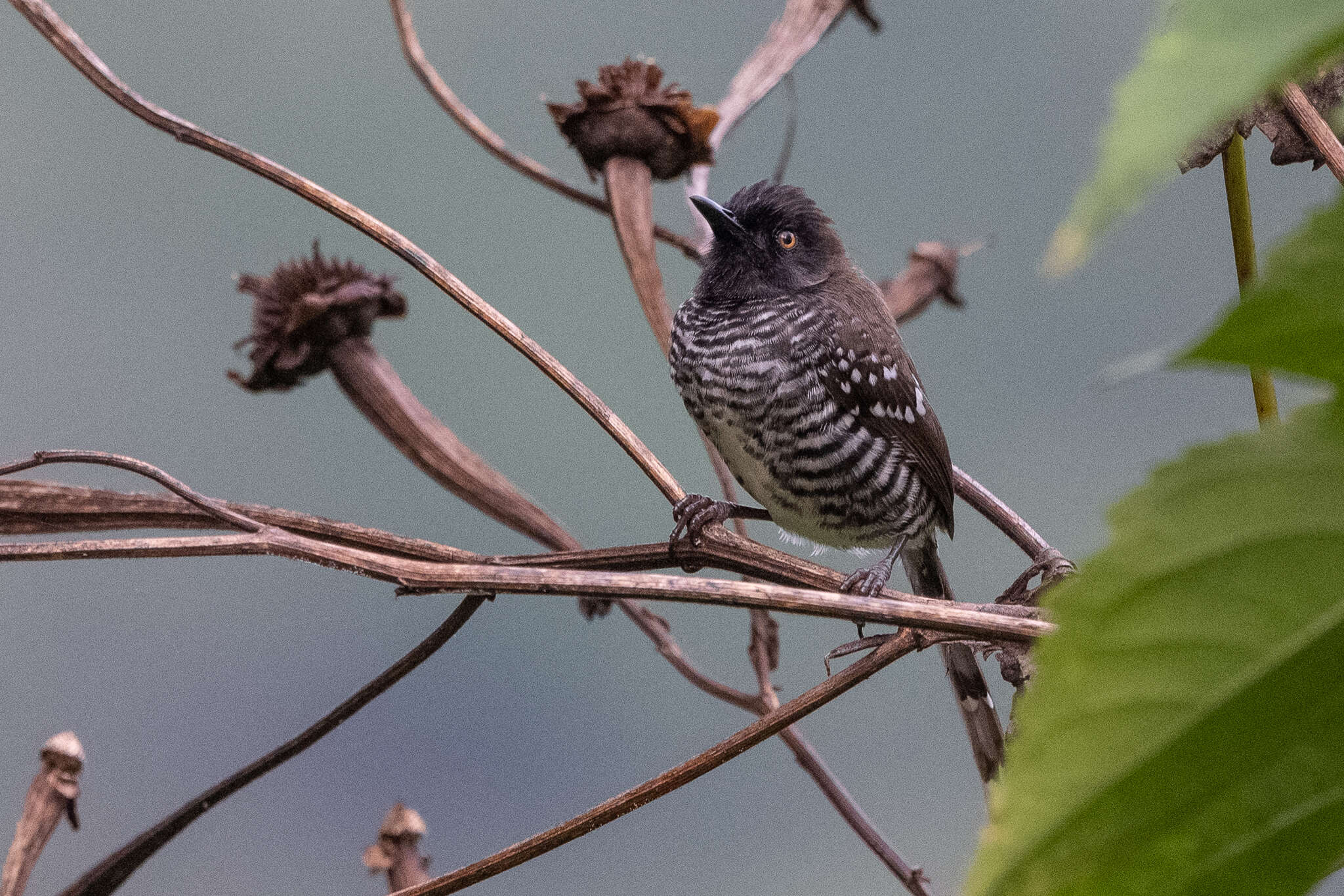 Image of Banded Prinia