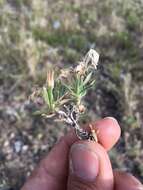 Image of alyssumleaf phlox