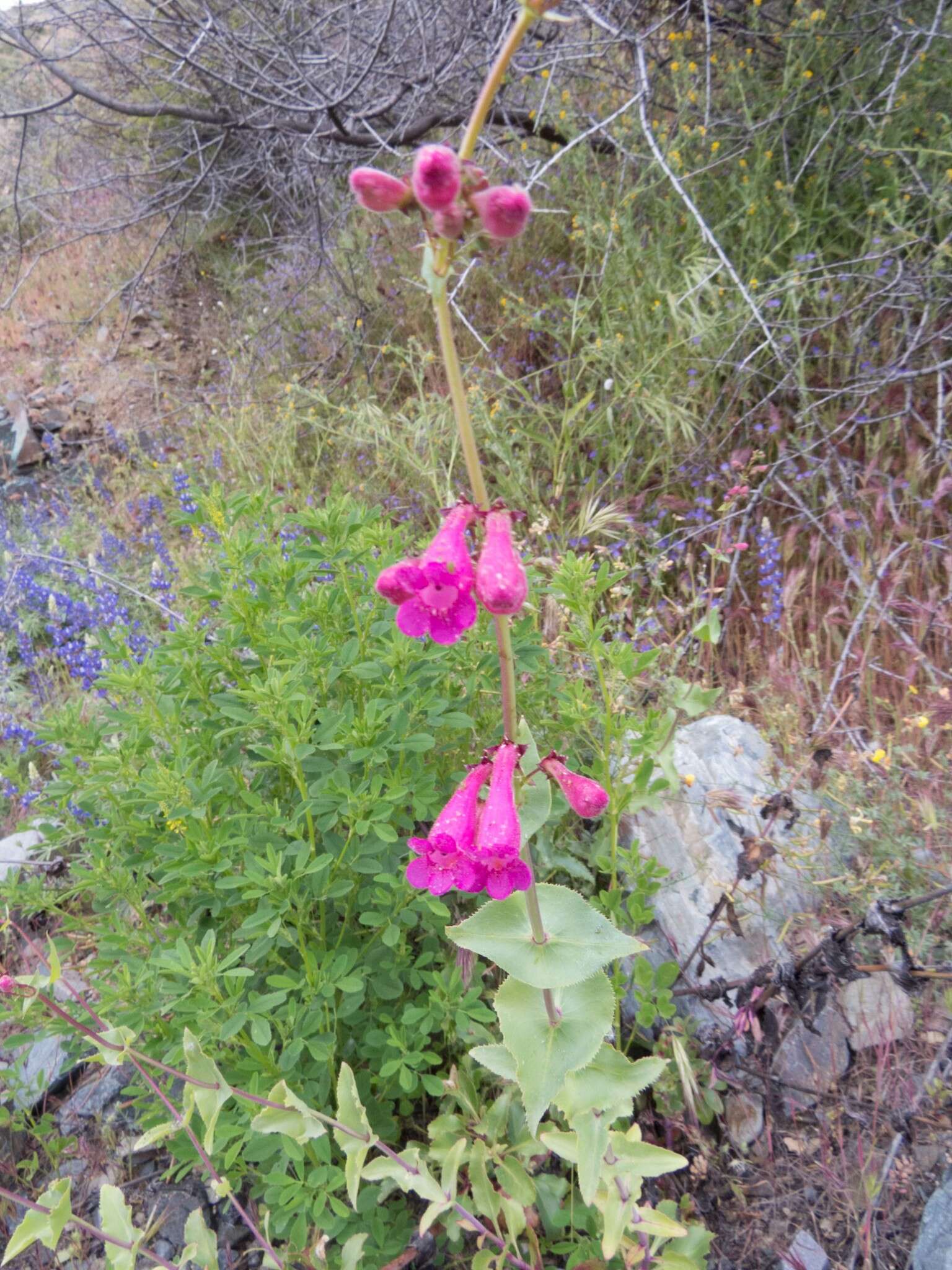 Image of desert penstemon