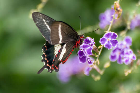 Image de <i>Parides <i>bunichus</i></i> bunichus