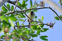 Elaenia martinica (Linnaeus 1766) resmi