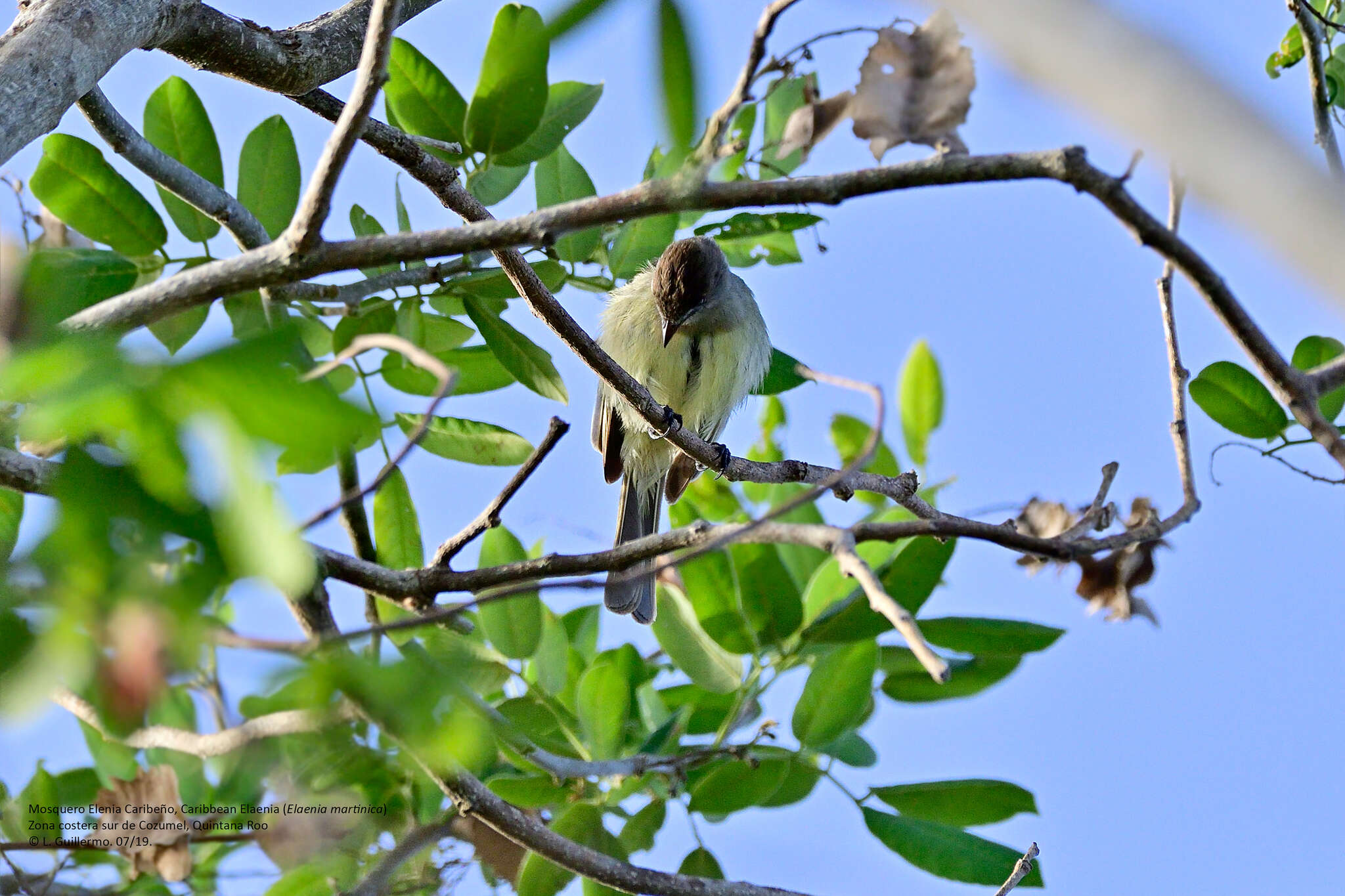 Imagem de Elaenia martinica (Linnaeus 1766)