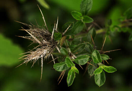 صورة Barleria eylesii S. Moore