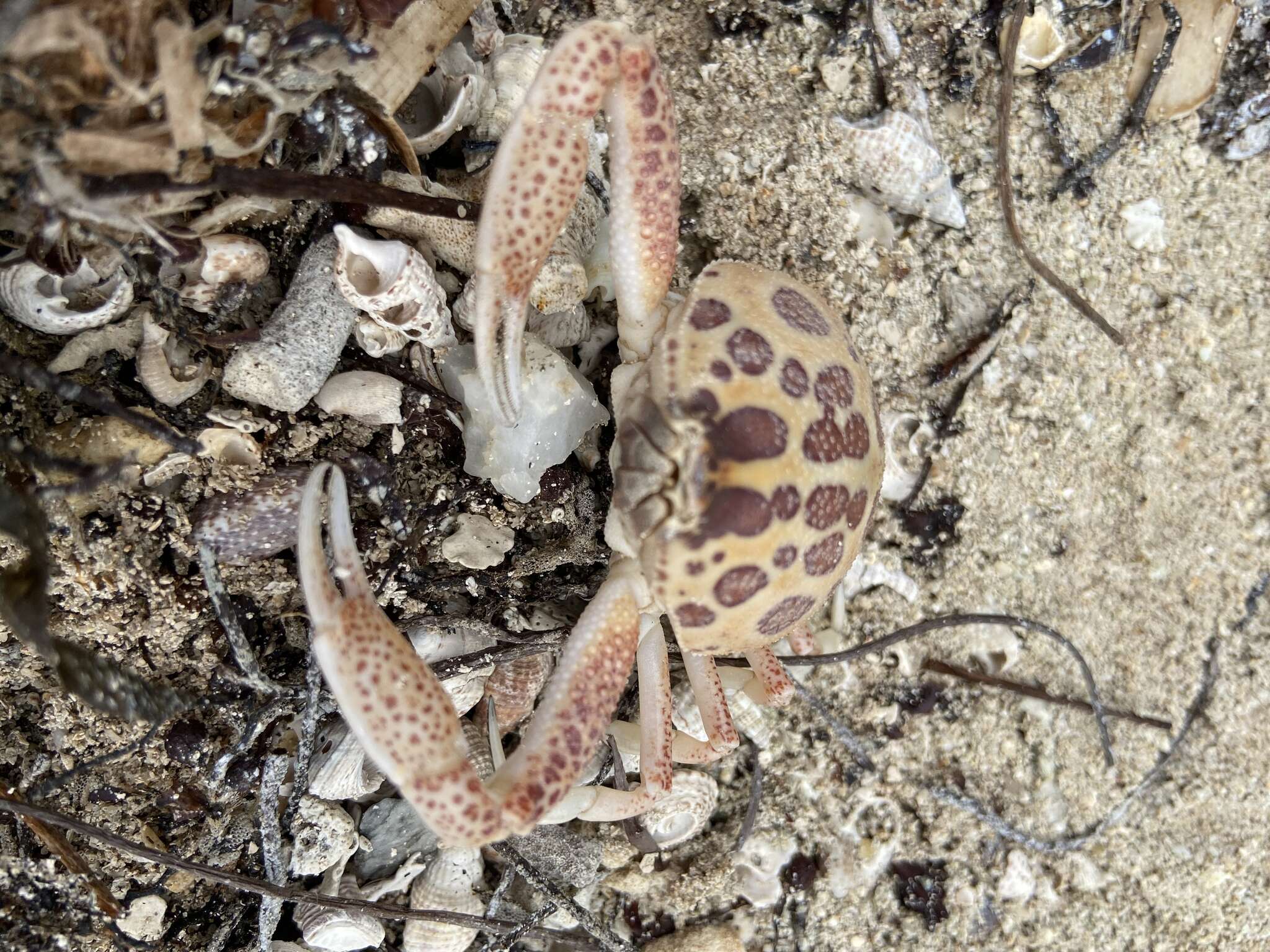 Image of Mottled Purse Crab