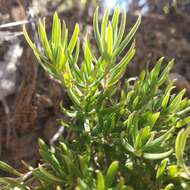 Imagem de Bouvardia tenuifolia Standl.