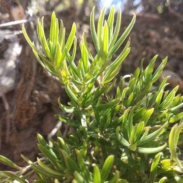 Plancia ëd Bouvardia tenuifolia Standl.