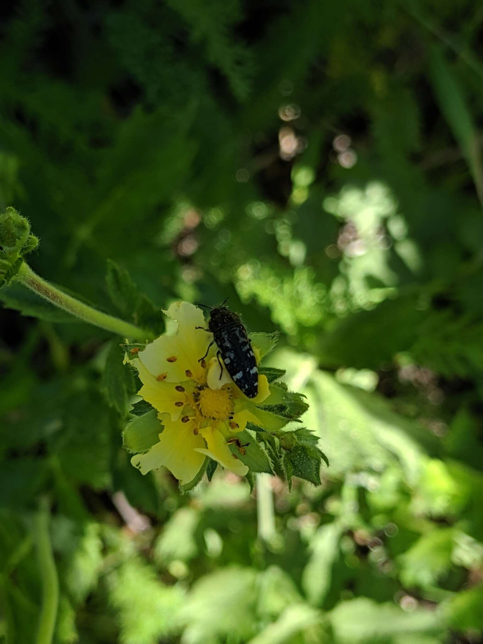 Image of Acmaeodera connexa Le Conte 1859