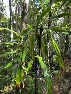 Image of Dracaena xiphophylla Baker