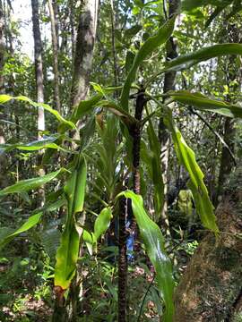 Image of Dracaena xiphophylla Baker