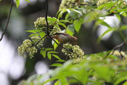 Image of Rufous-vented Yuhina