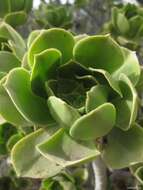 Aeonium balsamiferum Webb & Berth. resmi