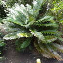 Plancia ëd Lomariocycas cycadifolia (Colla) Gasper & A. R. Sm.