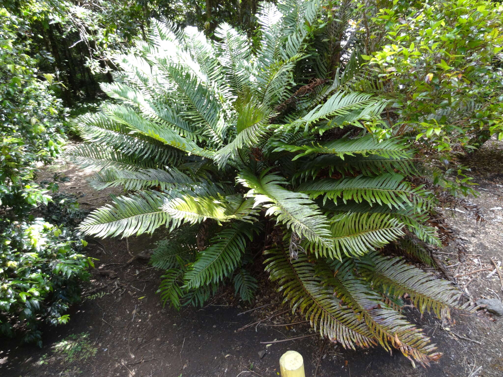 Image of Lomariocycas cycadifolia (Colla) Gasper & A. R. Sm.