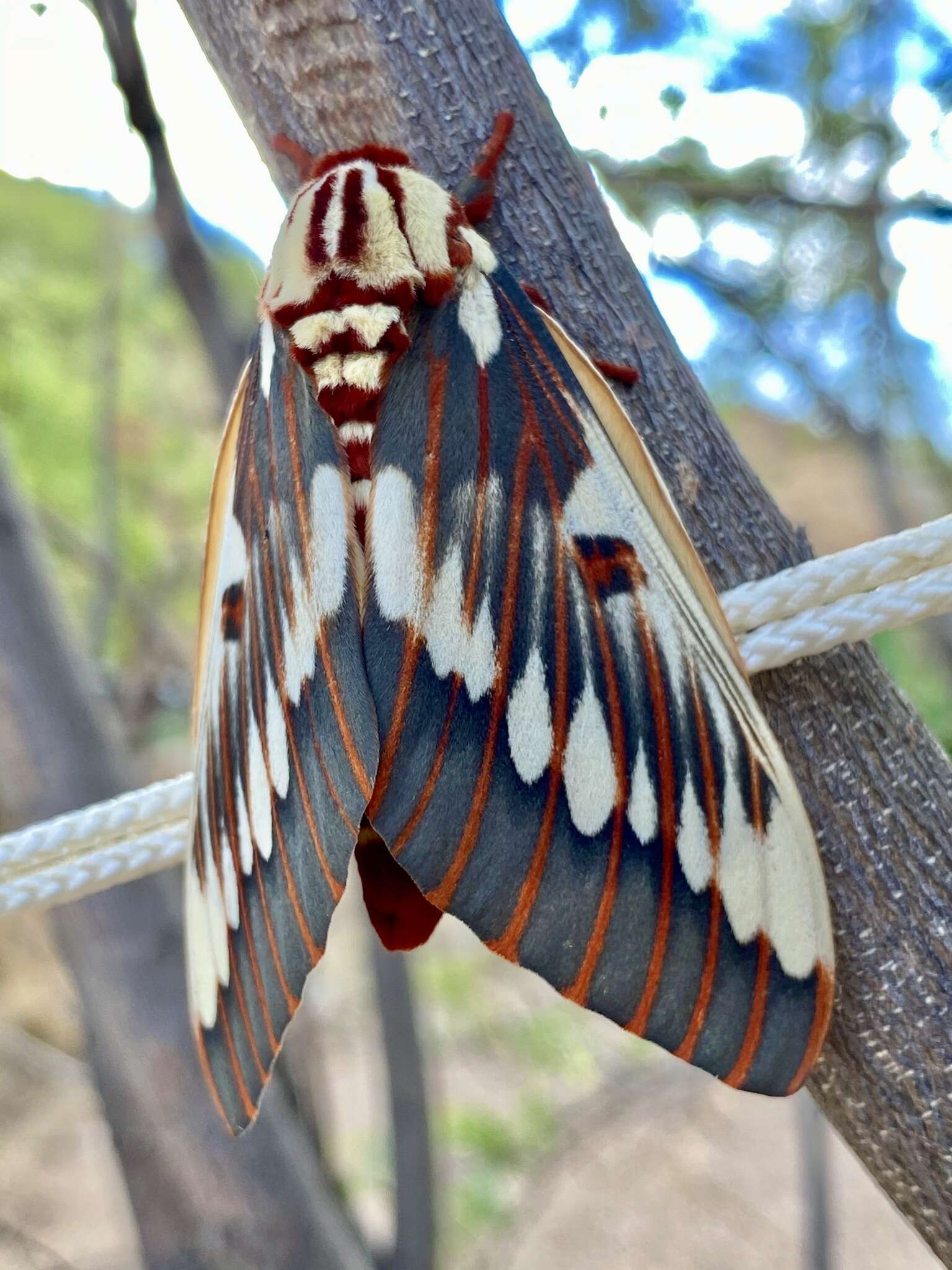 Image of Citheronia splendens (Druce 1886)