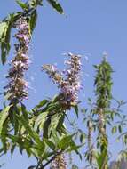 Image of Pseudocaryopteris bicolor (Roxb. ex Hardw.) P. D. Cantino