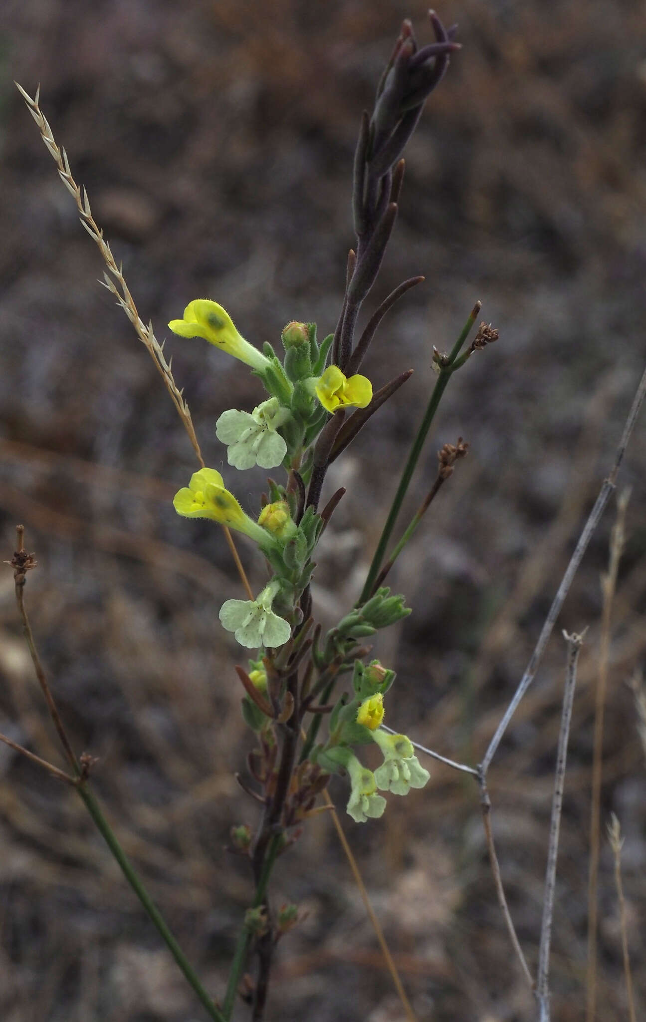 Plancia ëd Macrosyringion glutinosum (M. Bieb.) Rothm.