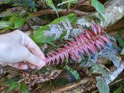 Sivun Blechnum occidentale L. kuva