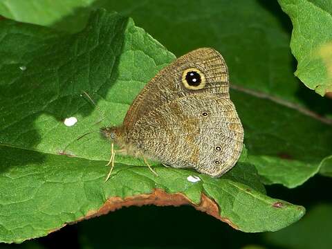 Image of Ypthima microphthalma Forster 1948