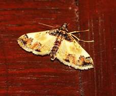 Hydriris elutalis Walker 1859的圖片