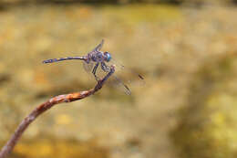 Sivun Elasmothemis constricta (Calvert 1898) kuva