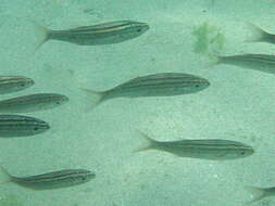 Image of Black-striped salema