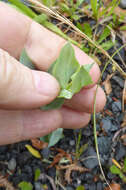 Image de Blackstonia perfoliata subsp. perfoliata
