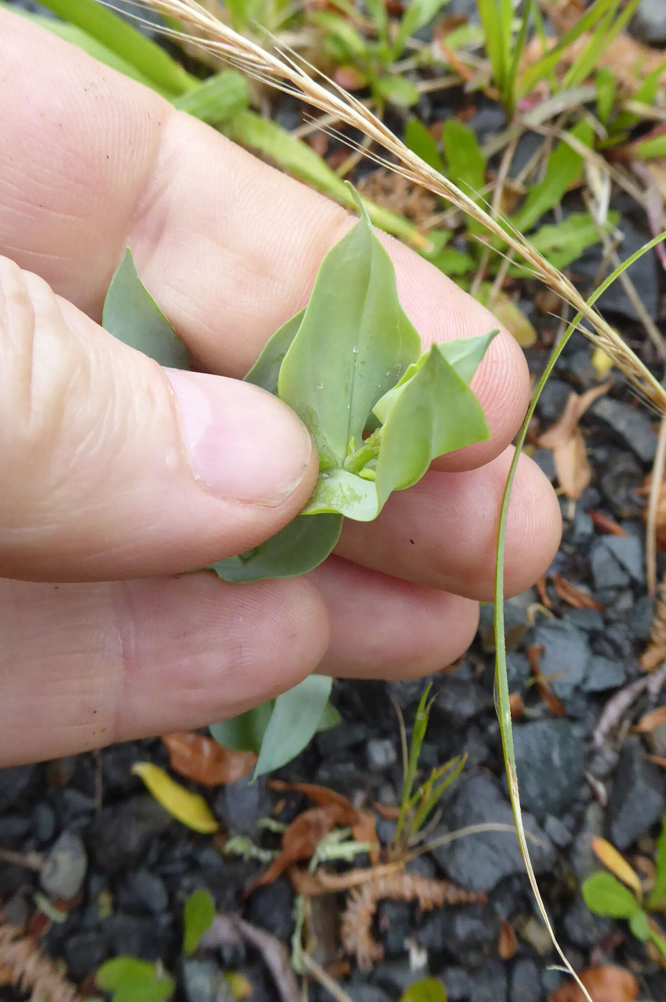 Image de Blackstonia perfoliata subsp. perfoliata