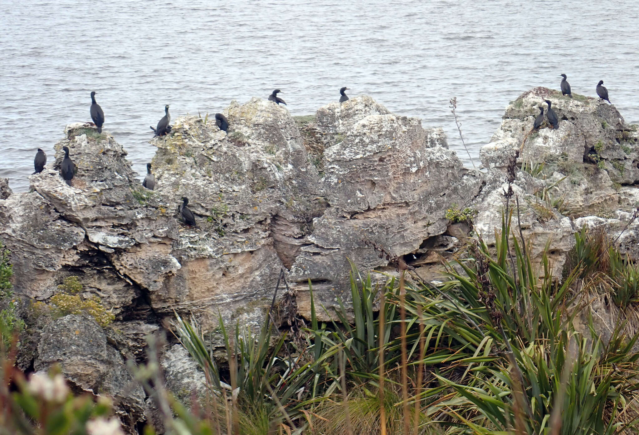 Plancia ëd Phalacrocorax featherstoni Buller 1873