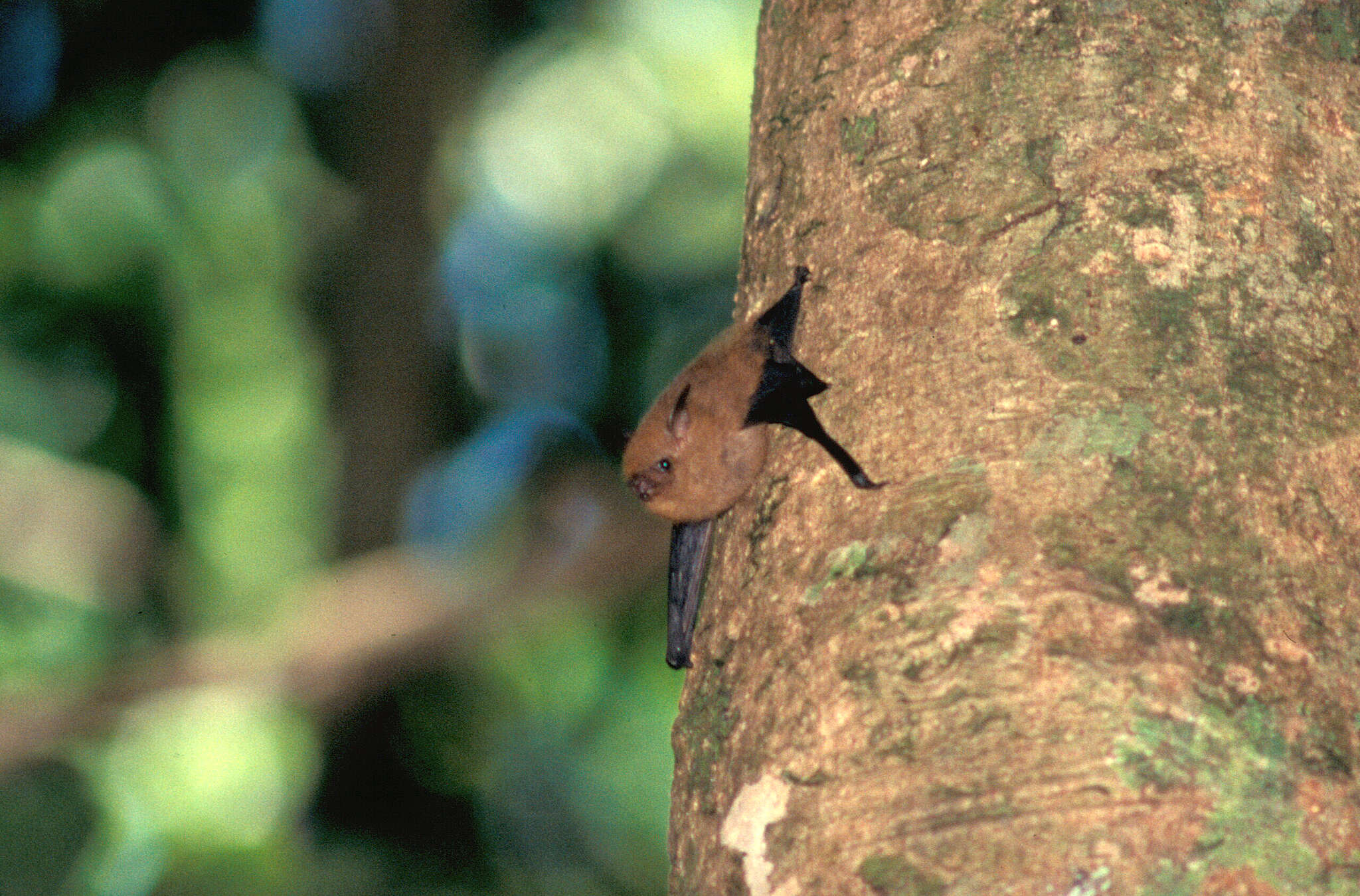 Image of Common Shaggy Bat