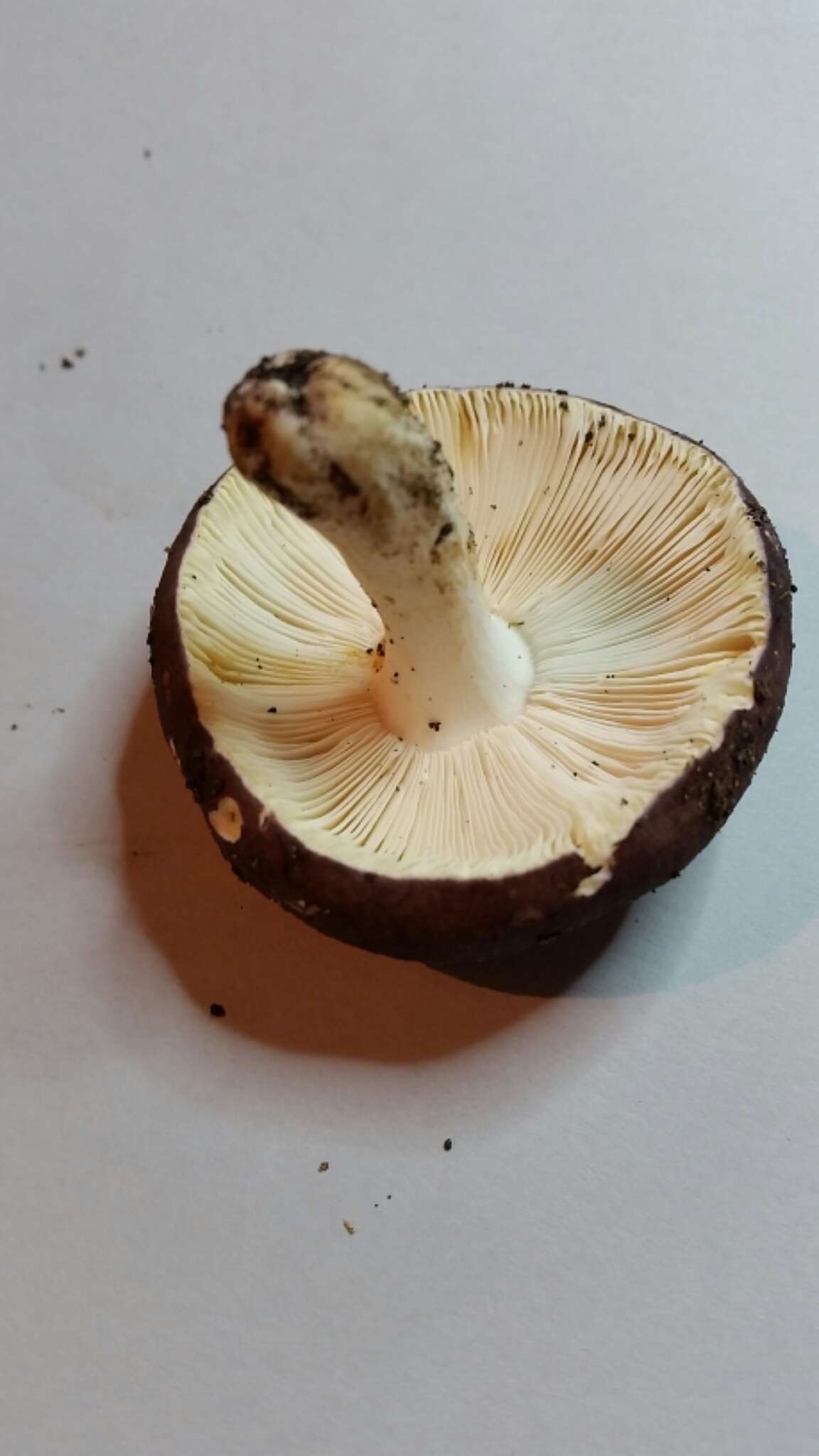 صورة Russula rimulosa Pennycook 2003