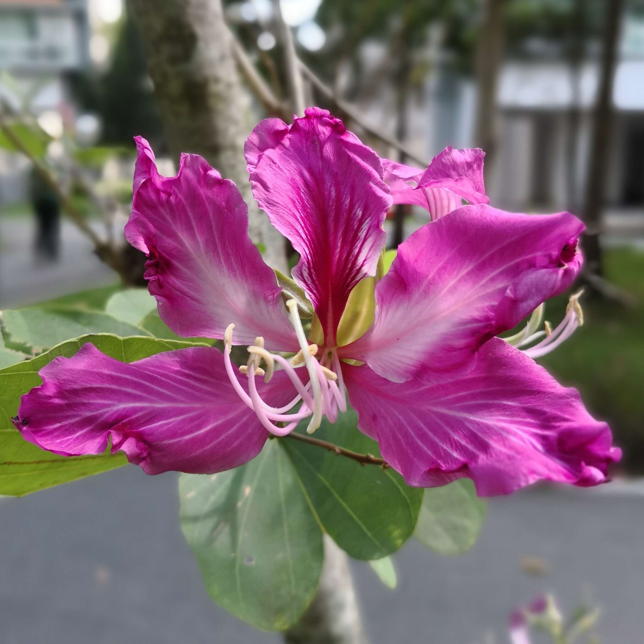 Image of bauhinia