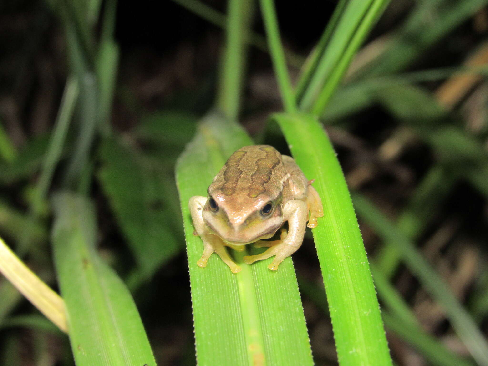 Image de Gastrotheca cuencana Carvajal-Endara, Coloma, Morales-Mite, Guayasamin, Székely & Duellman 2019