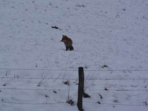 Image of Foxes