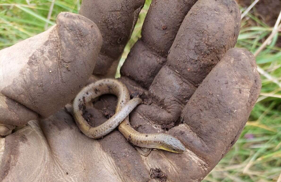 Image of Striped Legless Lizard