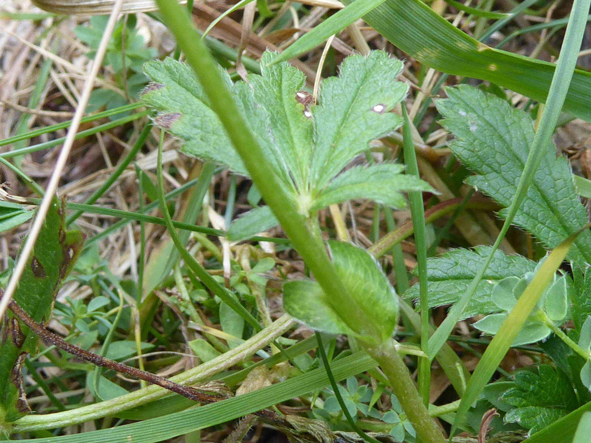 Imagem de Potentilla pyrenaica Ramond ex DC.