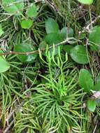 Imagem de Dendrolycopodium obscurum (L.) A. Haines