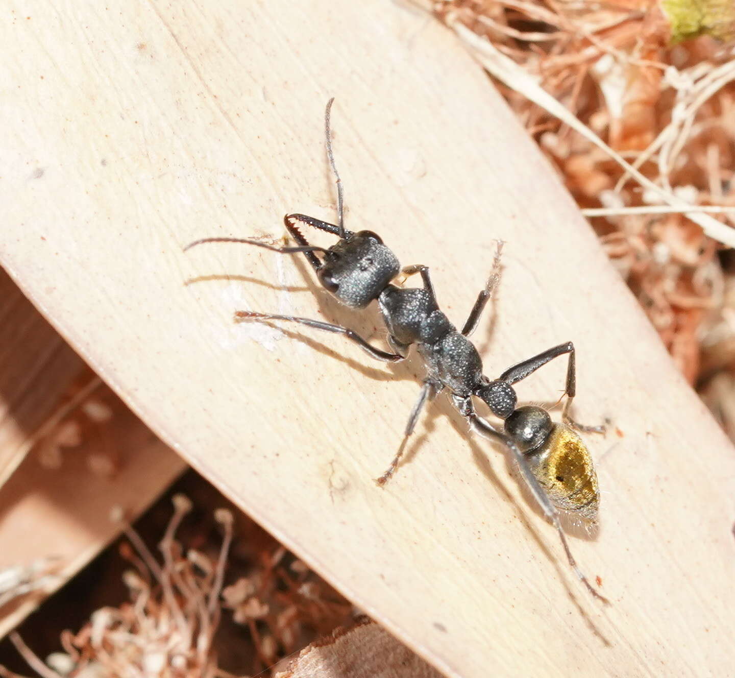 Image of Myrmecia gilberti Forel 1910