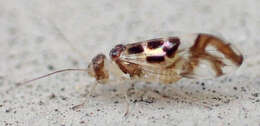 Graphopsocus resmi