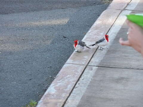 Image of Red-crested Cardinal