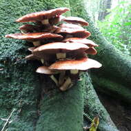 Image of Cyclocybe parasitica (G. Stev.) Vizzini 2014