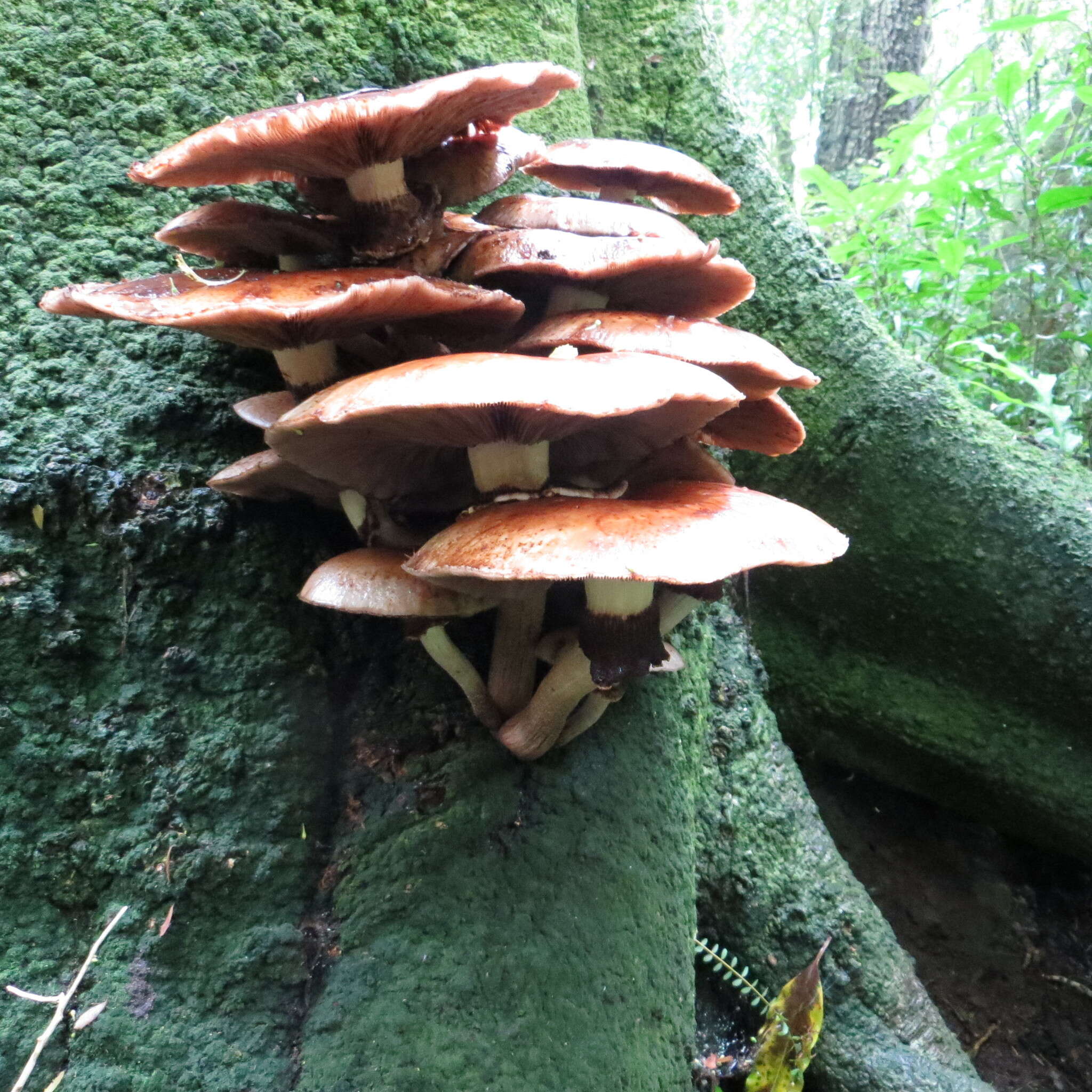 Image de Cyclocybe parasitica (G. Stev.) Vizzini 2014