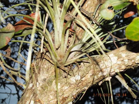 Image of Manatee River airplant