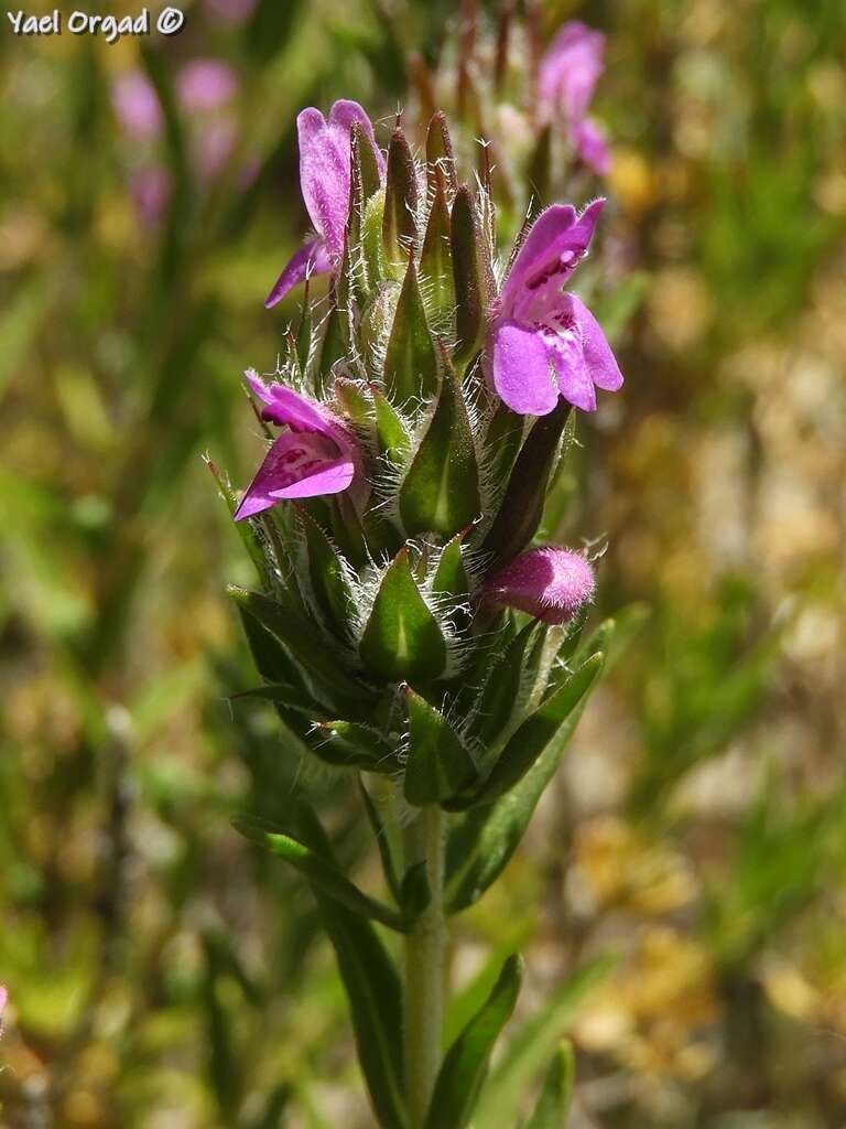 Image of Thymbra spicata L.