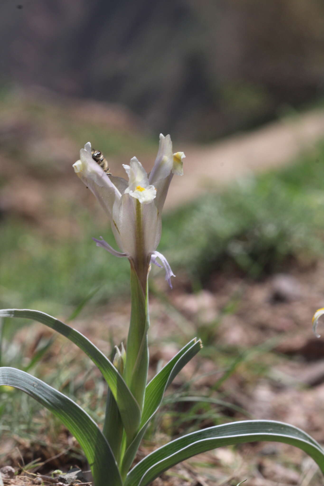 Image of Iris capnoides (Vved.) T. Hall & Seisums