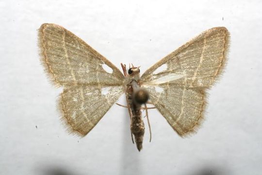 Image of Pleuroprucha
