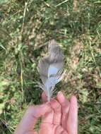 Image of Levant Sparrowhawk