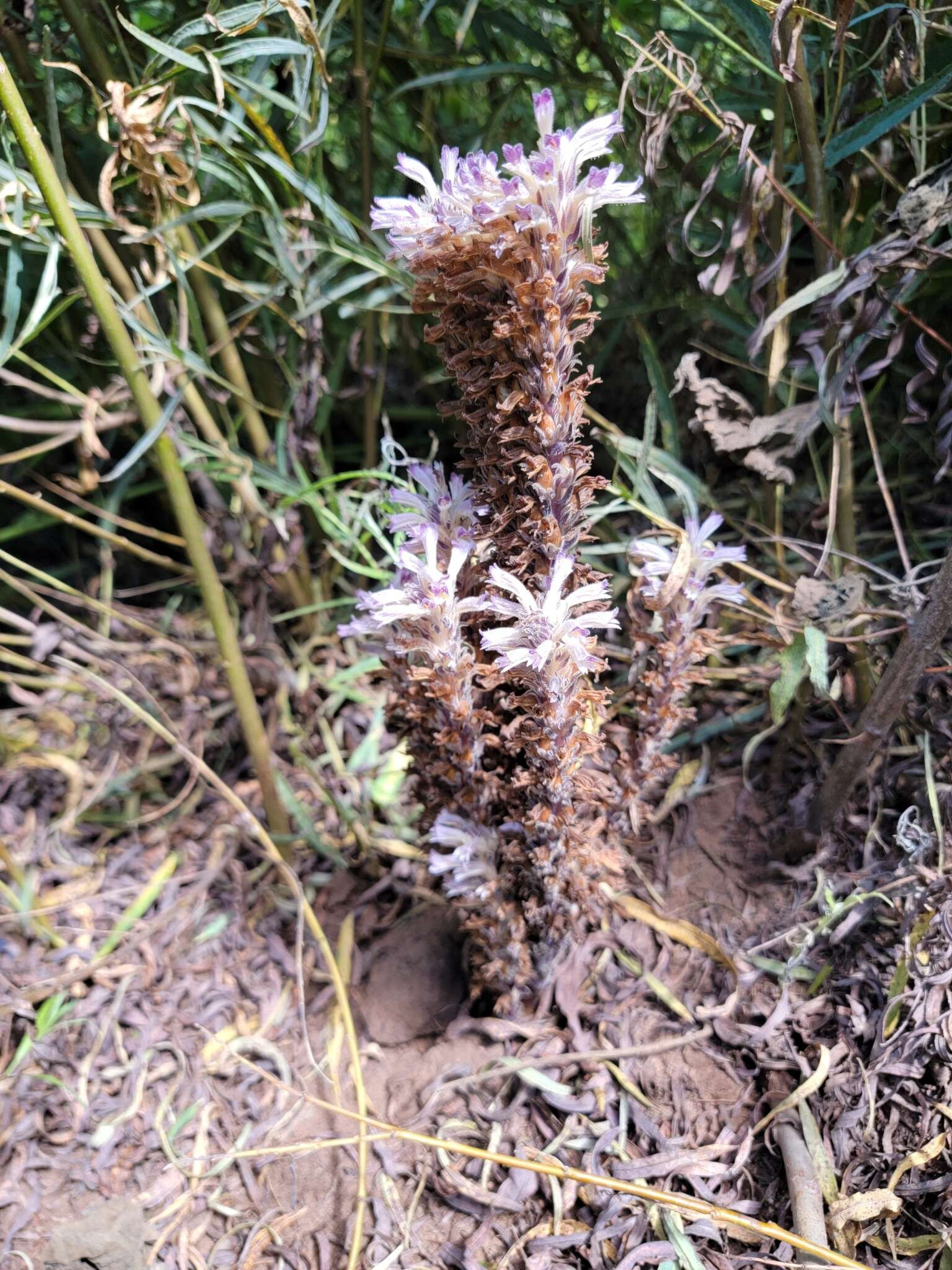 Image of River Broom-Rape