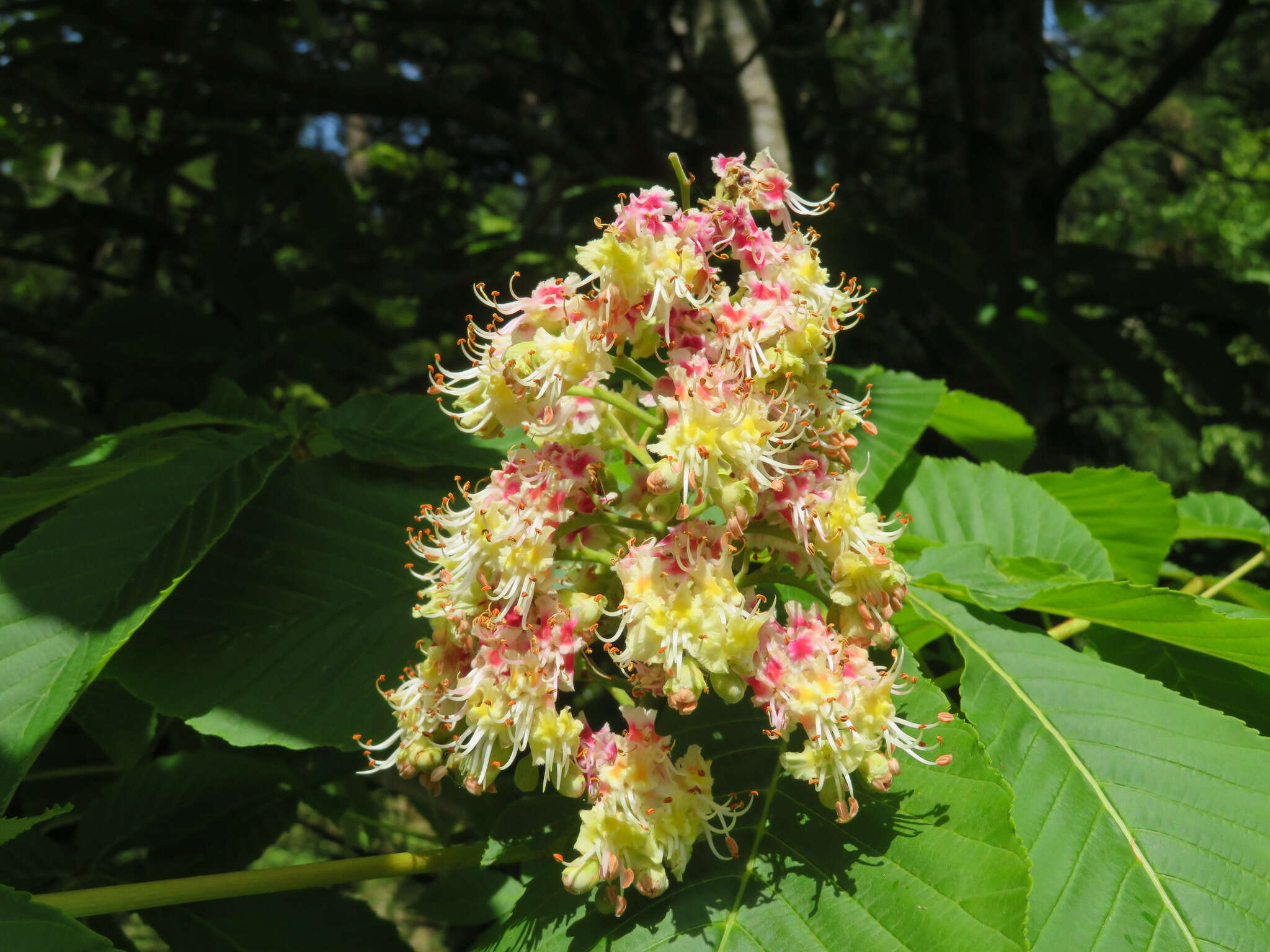 Image of Japanese Horse-chestnut