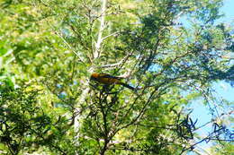 Image of Spot-breasted Oriole